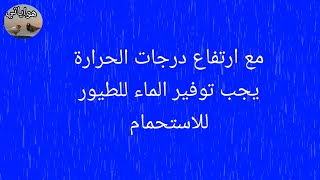 #طيور #زيبرافينش#عصافير #كناري#الاستحمام شيء ضروري #طيور#الزينة مع  ارتفاع #درجات الحرارة