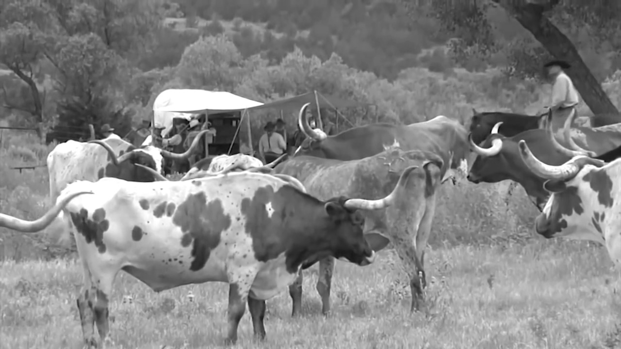 How Long Did It Take To Drive Cattle On The Chisholm Trail?