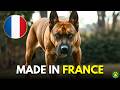 6 RARE French Origin Dog Breeds You Don T Know About 6 RARE French Origin Dog Breeds You Don T Know About