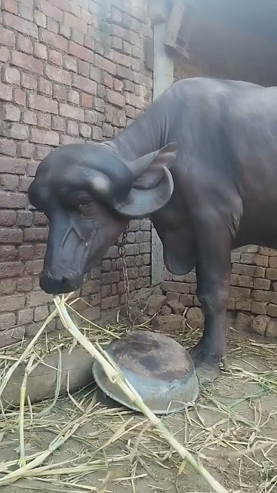 #baffalo #jafarabadi #tabelo #trending #viralvideo