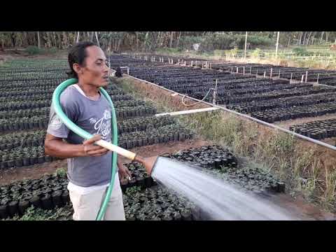 Video: Keuntungan Penyiram Rumput