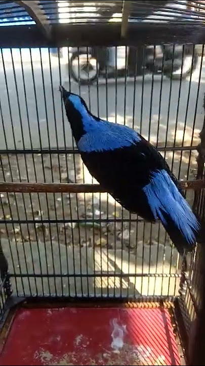 cucak biru