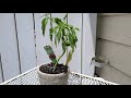 Timelapse of Pepper Plant Perking Up