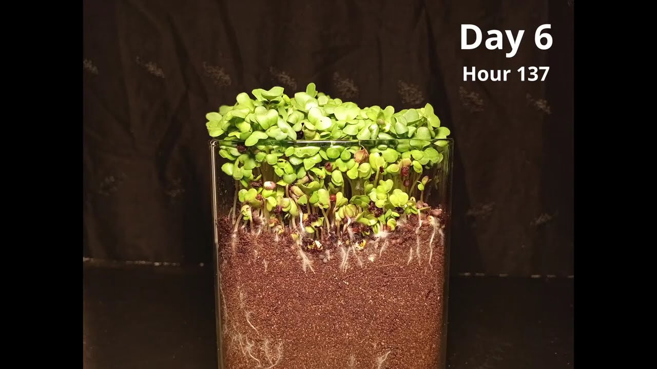 Mustard Seed to Plant in 7 Days | Amazing Timelapse