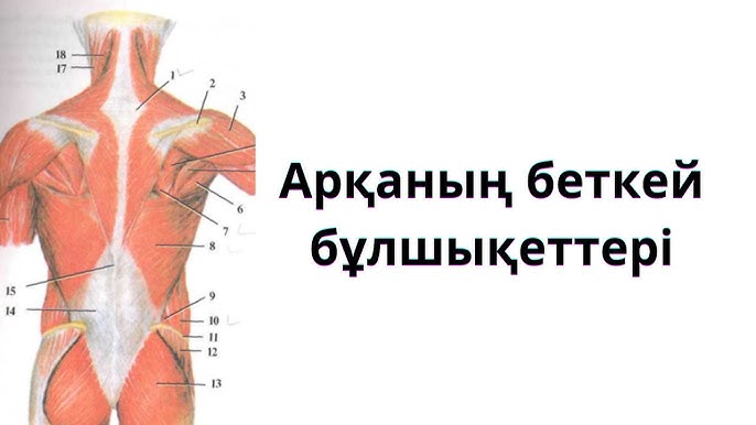 Олар тобырдың арасына кіріп, бірінен соң бірі бітеді.