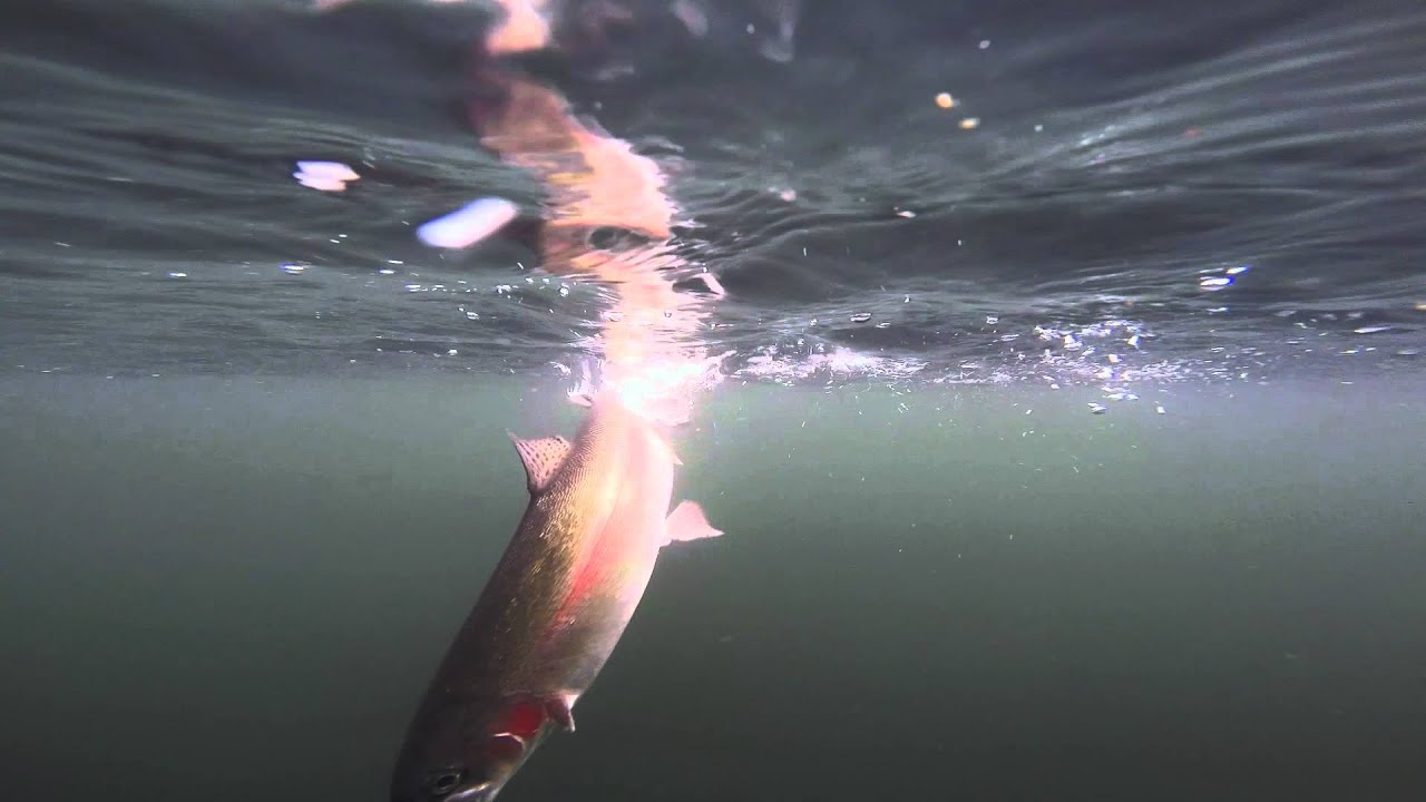 Fly fishing in the Rain YouTube