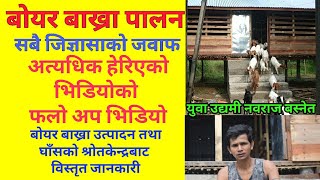 बोयर बाख्रा पालन २ वर्षको कमाइ र अनुभव | युवा उद्यमी नवराज बस्नेतको boyar goats farming