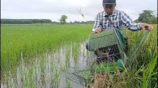 Tập 84 bẫy chim cúm núm gà nước Sập Bẫy sảy vẫn bắt lợi được🐦🐦🐦🐦🐦