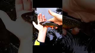 Fishing in a Tiny Pond for Brook Trout