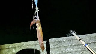 KALK BAY | WINTER SQUID FISHING | Part 2 |