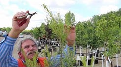 Mickman Brothers: How to Prune Your Pine Trees