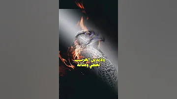 العز للنفس واجب والحياه سنه Love Beautiful Happy اكسبلور شعر جزل القصيد ترند تصميمي تيك توك لايك 