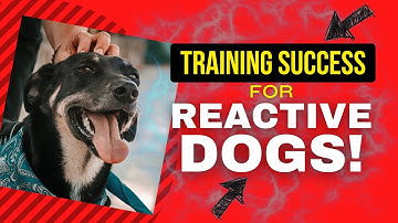 Mastering Calm: Training for Reactive Dogs