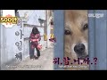 앞집 사는 그 개자슥 2화ㅣ Dog Only Barks At One Lady.. But When She Changed Her Appearance?!