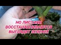 #РЕАНИМАЦИЯ ОРХИДЕЙ/НАРАЩИВАНИЕ КОРНЕЙ С НУЛЯ/ВОССТАНОВЛЕНИЯ ТУРГОРА/ДВУМЯ ВОЛШЕБНЫМИ ПРЕПАРАТАМИ💣🔥👍