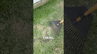 Snake Season Starts In Australia #Snake