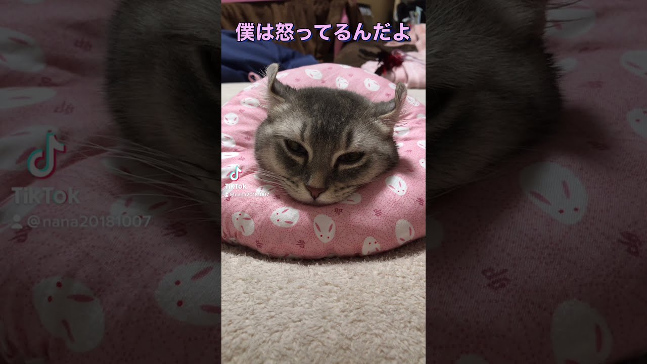可愛い激おこ Nanaちゃん激オコ いえ ただ眠いだけでよ Shorts エリザベス 激おこ Youtube