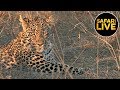 safariLIVE - Sunset Safari - September 10, 2019