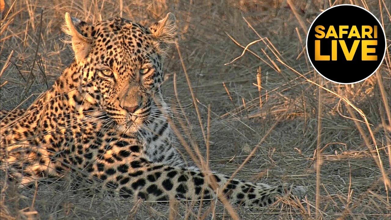 leopard print safariLIVE - Sunset Safari - September 10, 2019