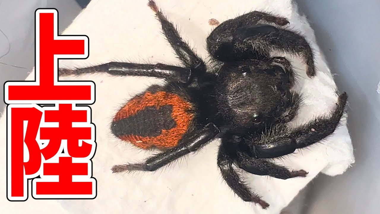 赤い巨大ハエトリグモが可愛すぎた