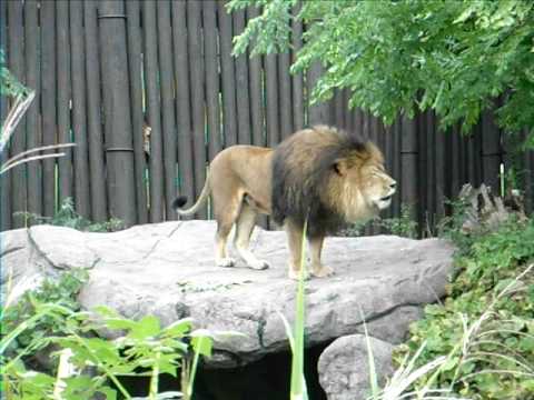 Lion roaring at cleveland metro parks zoo (RIP Chl...