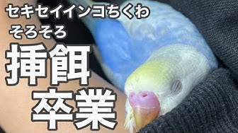 セキセイインコ雛 Youtube