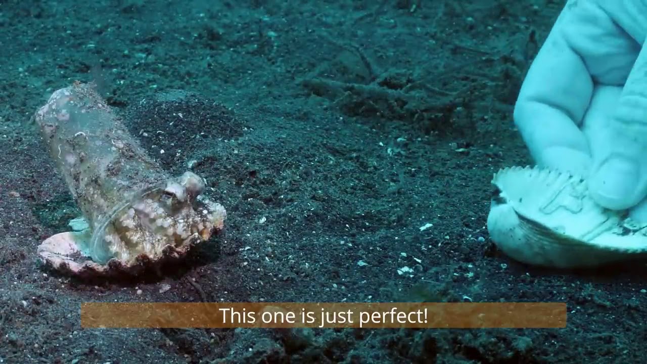 Octopus in a plastic cup YouTube