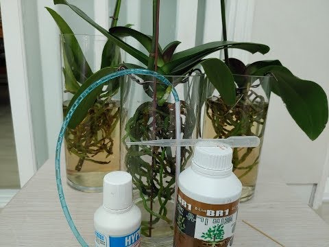 Video: "Aminosol For Orchids" Ir šķidrs Organiskais Mēslojums Ar Pilnu Aminoskābju Kompleksu