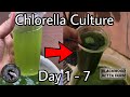 7days of chlorella culture bettacupangchlorellagreenwater