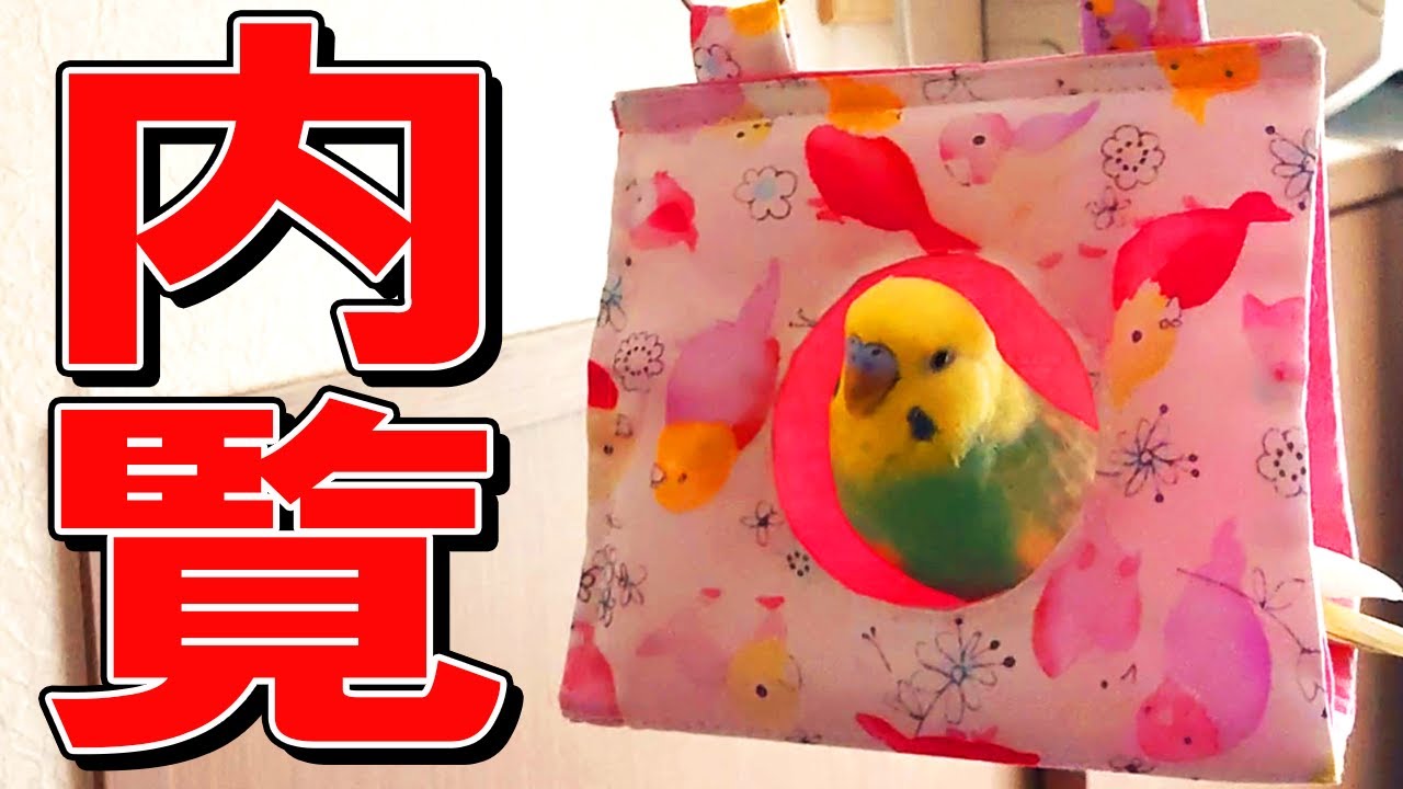 新しいバードテントの内覧をするセキセイインコ - YouTube