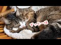 【家猫記念日】うしお&ピーチ14歳｜家中に遊び場を作ったら…どんどん若返ってます