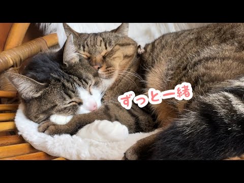 【家猫記念日】うしお&ピーチ14歳｜家中に遊び場を作ったら…どんどん若返ってます
