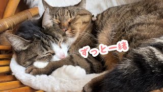 【家猫記念日】うしお&ピーチ14歳｜家中に遊び場を作ったら…どんどん若返ってます