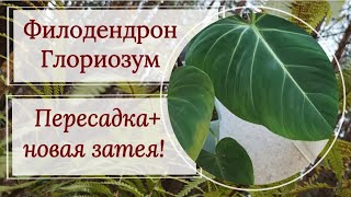 Филодендрон Глориозум. Новая идея! 😉Пересадка, деление, размножение.