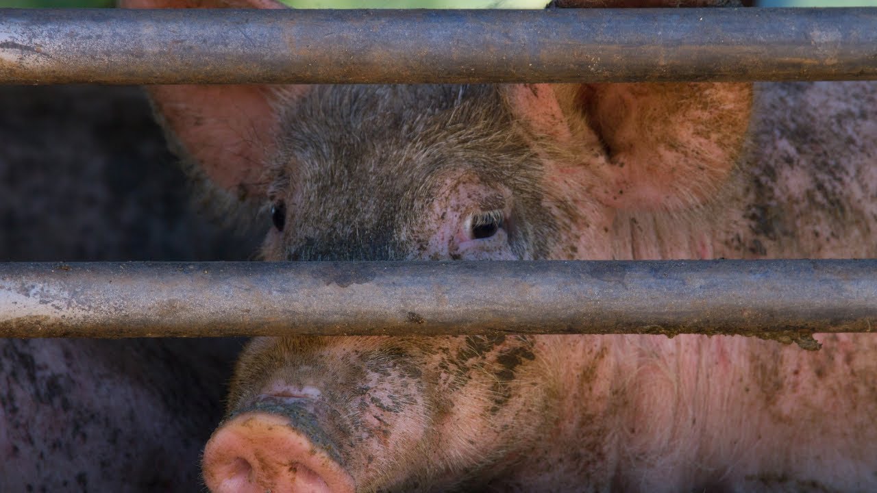 Un abattoir ferme chaque mois, alertent les professionnels de la viande