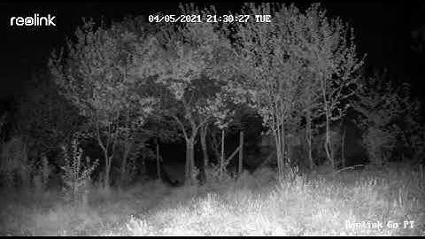 Reolink Go PT Video Sample