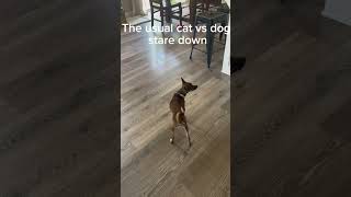 The usual cat vs dog showdown #warning #puppy #cat
