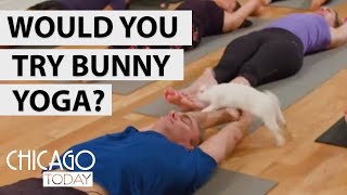 Where You Can Do Yoga With Bunnies in Chicago | NBC Chicago