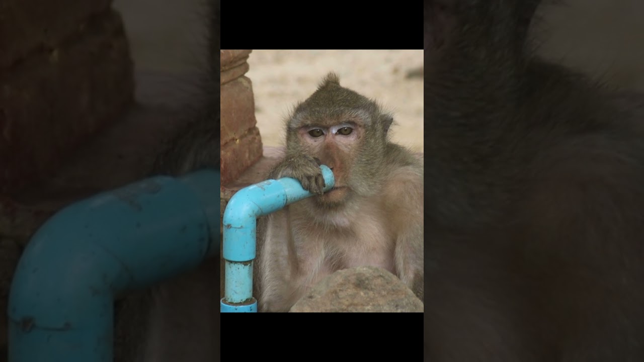 Real Life of Monkeys In The AMPE PHNOM Resort-The Sadness Monkey Try To Drink Water From Pipe-EP10