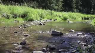 Relaxing 1 Hour HD Forest Stream Nature Sounds 1080p for Sleep and Meditation