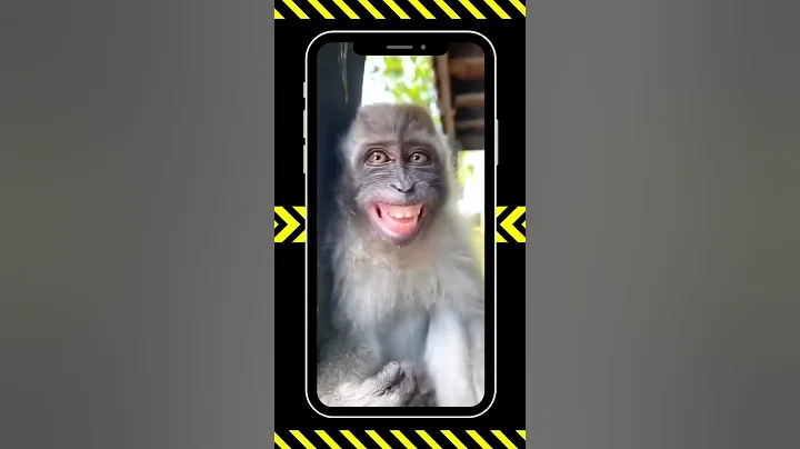 Crazy monkey #monkey #funnymonkey #funny #animals #monkeysoftiktok #funnyvideos #shorts