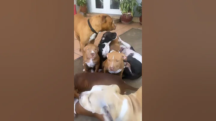 3 months old xl bullies #bullybreed #xlbully