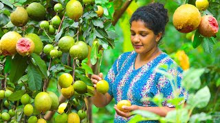 🍑Fragrant rose guava big harvest in backyard and prepared sweets and spicy|village kitchen srilanka