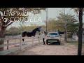 【カローラシリーズ】Life with a COROLLA　ダイジェスト編