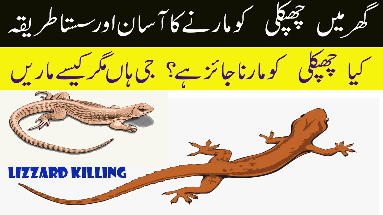 How To Get Rid Of Lizards At Home  Chipkali Bhagane Ka Tarika  Chipkali Ka Khatma by Rida Khani