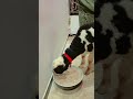 Apna Shah g YouTube Chanel plz subscribe like sheare