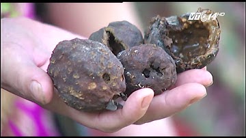 VTC14 | Cải tiến công nghệ trong khai thác khoáng sản để khắc phục môi trường