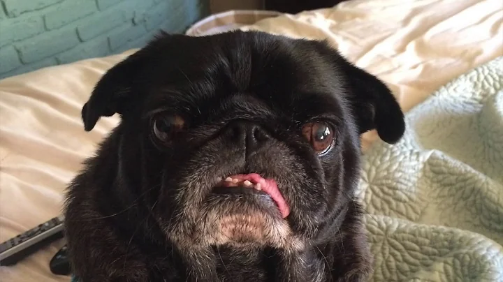 Petie The Pug: The Sequel