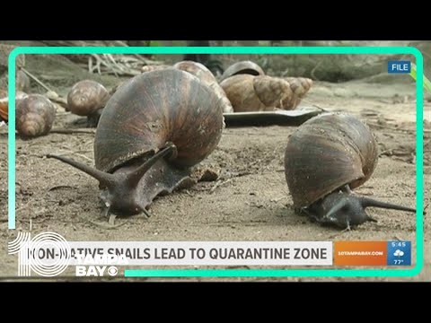 Giant African land snails found in South Florida, prompting quarantine for some areas