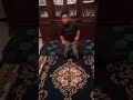 طفل 10 سنوات يرقص على اغنية ميدو بلحبيب راها تسنابي لي 